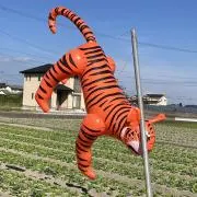 カトちゃんの画像