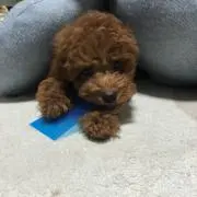 まいろ