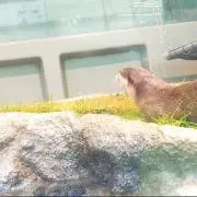 黒瀬の画像