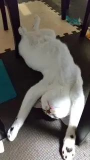 りんごの画像