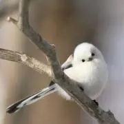 ひのやまの画像