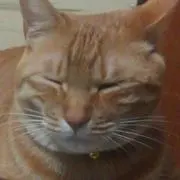 てちこの画像