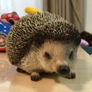 ゴルの画像