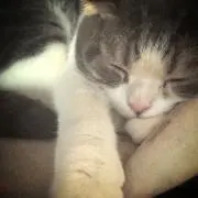 さといもの画像