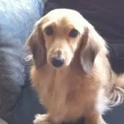 Maasa