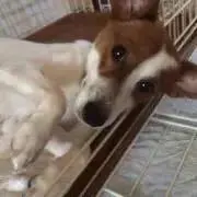 レオの画像