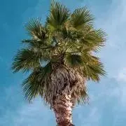 KANO☆