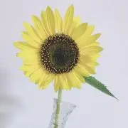 gk♡v