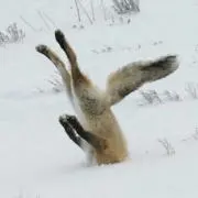ゆーすふ