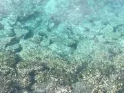 anguilaの画像
