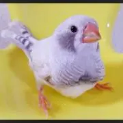 キンカチョウの画像