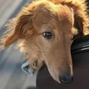 To-toの画像