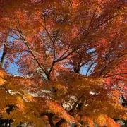 eiryuの画像