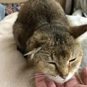 しょりの画像