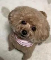 Shokoの画像