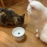 guru_to_omochiの画像