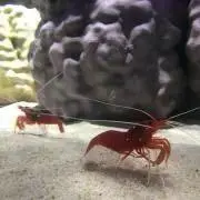 Moの画像