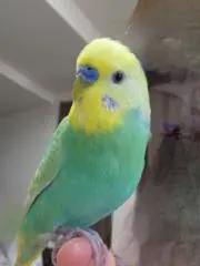 ゆゆの画像