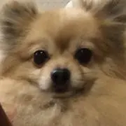 ちょびの画像