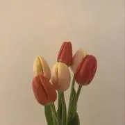 Y.の画像