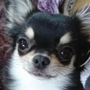 おーちゃんまま
