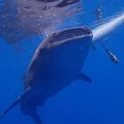 ジンベイザメの画像