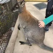 TK