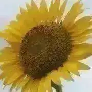 じゃす