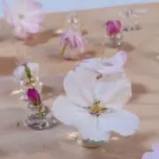 きゆの画像
