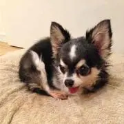 Yuki mama