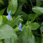露草の画像
