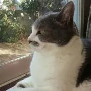 ichikの画像