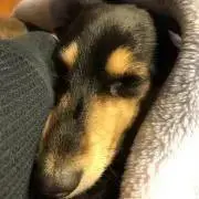 たかの画像