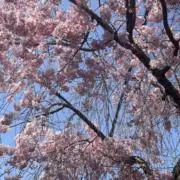 さくの画像
