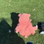 ぽりんの画像