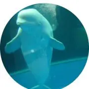 ロッティの画像