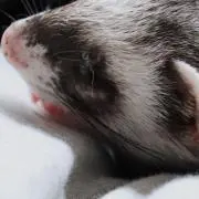 Gatakeの画像