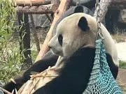 tomopiの画像