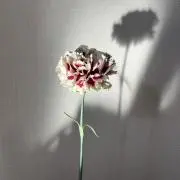 カリメロ※美品多めですの画像