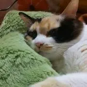 断捨離中ももの画像