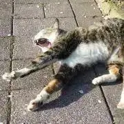 えだまめの画像