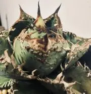 アガベの画像