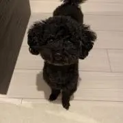 プリの画像