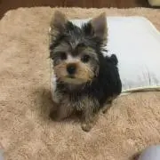 ゆず希の画像