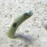ちんあなごの画像