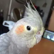 いとさん