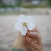 Lilyの画像