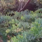 あんころもちの画像