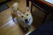 フクちゃんの画像