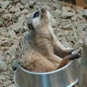 ひるめうの画像